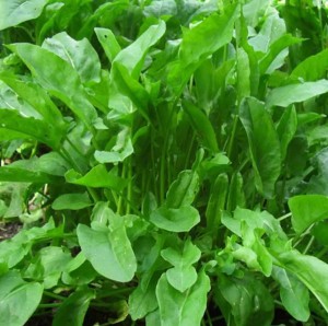 Щавель Бельвильский 1 кг