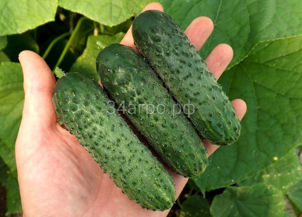 Огурец Шкипер F1 100 семян