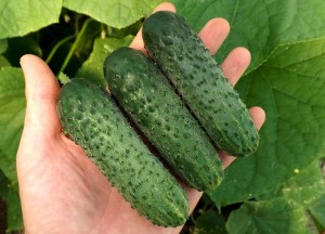 Огурец Шкипер F1 100 семян