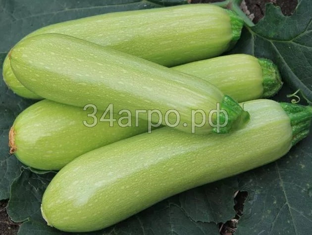 Кабачок Азов F1 100 семян