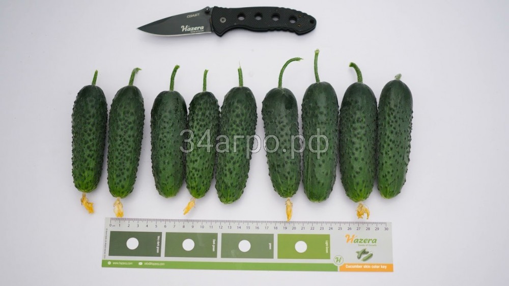 Огурец Спайк F1 250 семян