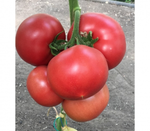 Томат Пинк Айди F1 500 семян