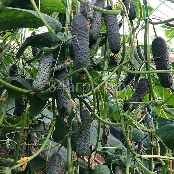 Огурец Ведрас F1 100 семян