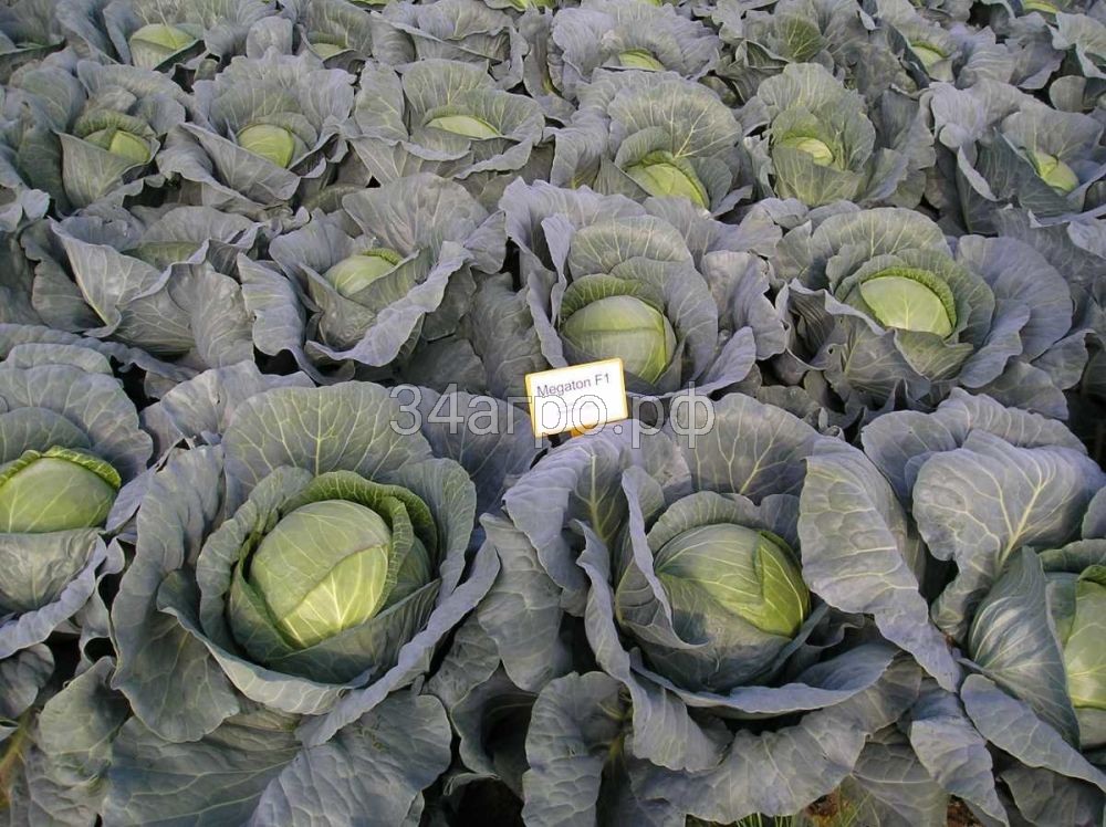 Капуста белокочанная Мегатон F1 250 семян