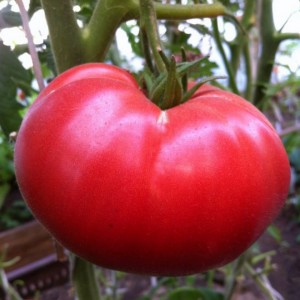 Томат Лакомка 100 гр.