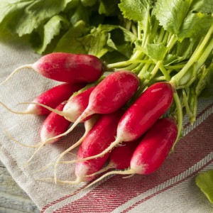 Редис 18 дней 50 гр.