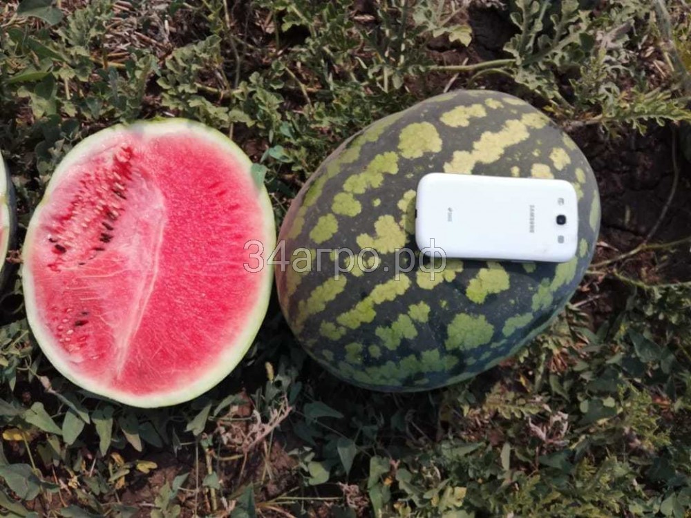 Арбуз Холодок 50г