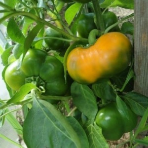 Перец Оранжевый Юбилейный 20 гр.