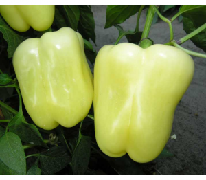 Перец сладкий Ведрана F1 100 семян