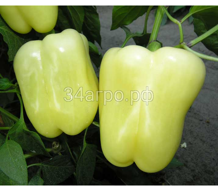 Перец сладкий Ведрана F1 25 семян