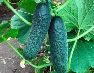 Огурец Ирлэнд F1 50 семян