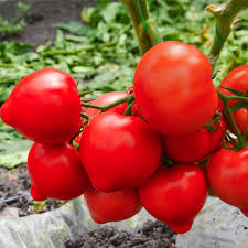 Томат Агилис F1 500 семян ENZA ZADEN