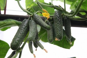 Огурец Сатоми (KS 84) F1 25 семян