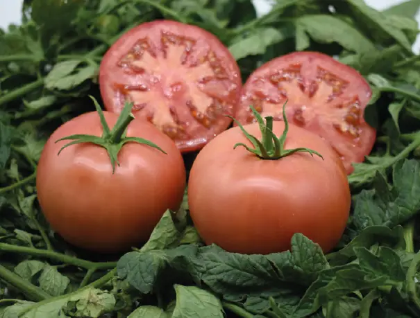 Томат Хандан F1 25 семян Argeto